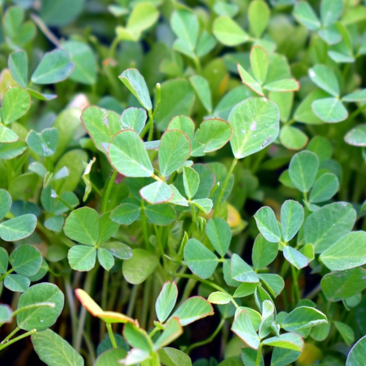 Trigonella foenum - graecum L