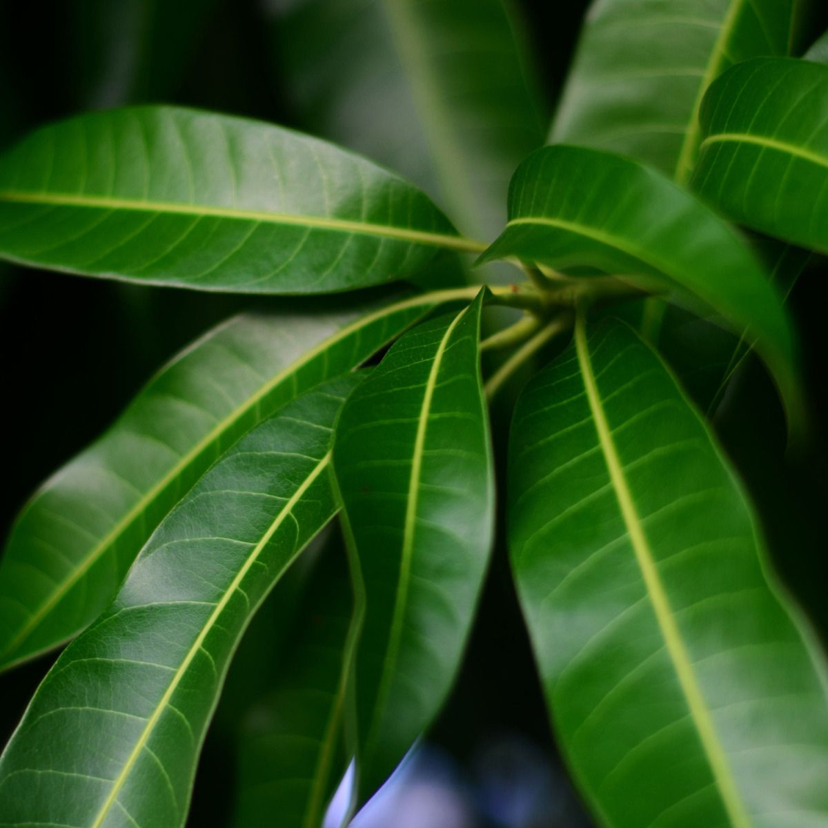 Mango Leaves